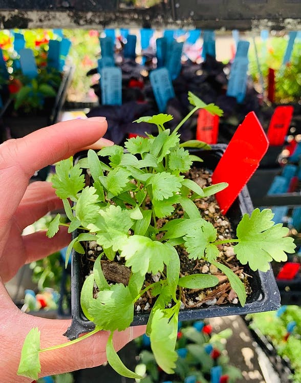 a hand holding a small pot of cilantro