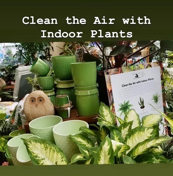 plants with a sign saying clean the air with indoor plants
